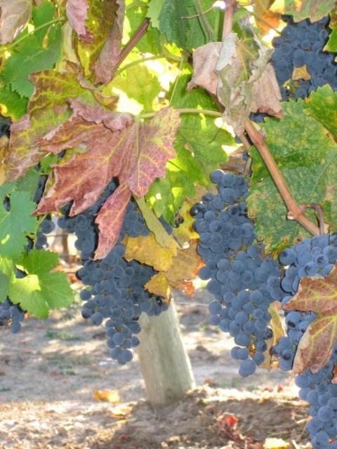 Pearlessence Vineyard Inn セバストポル エクステリア 写真