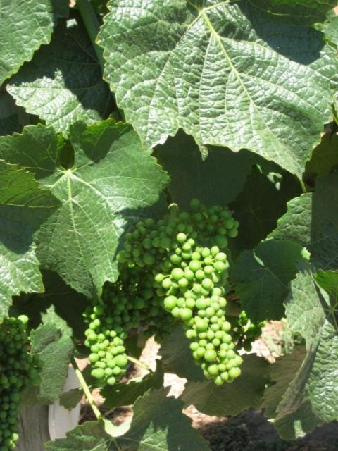 Pearlessence Vineyard Inn セバストポル エクステリア 写真
