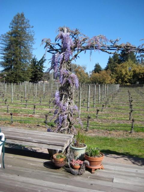Pearlessence Vineyard Inn セバストポル エクステリア 写真
